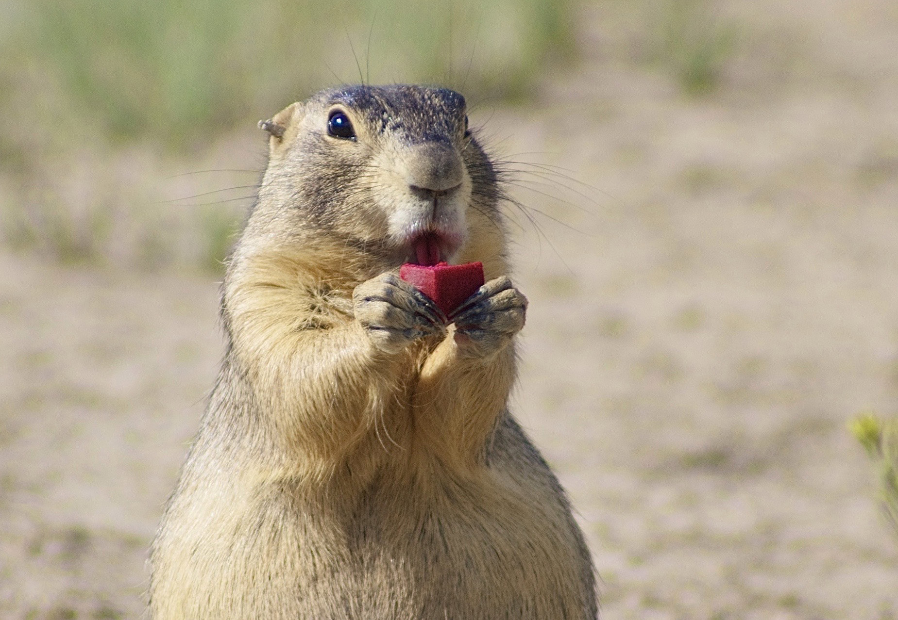 Prairie dog eating a vaccine-laden bait