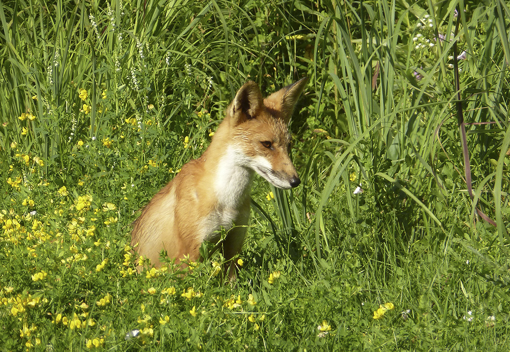 Red fox in prairie