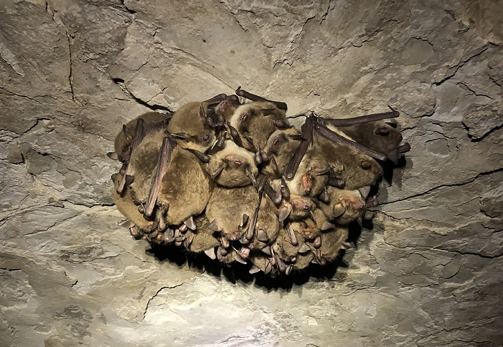 Cluster of bats on cave wall